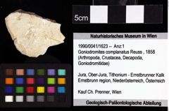 Foto (Objket + Etiketten) von Decapoda indet. 